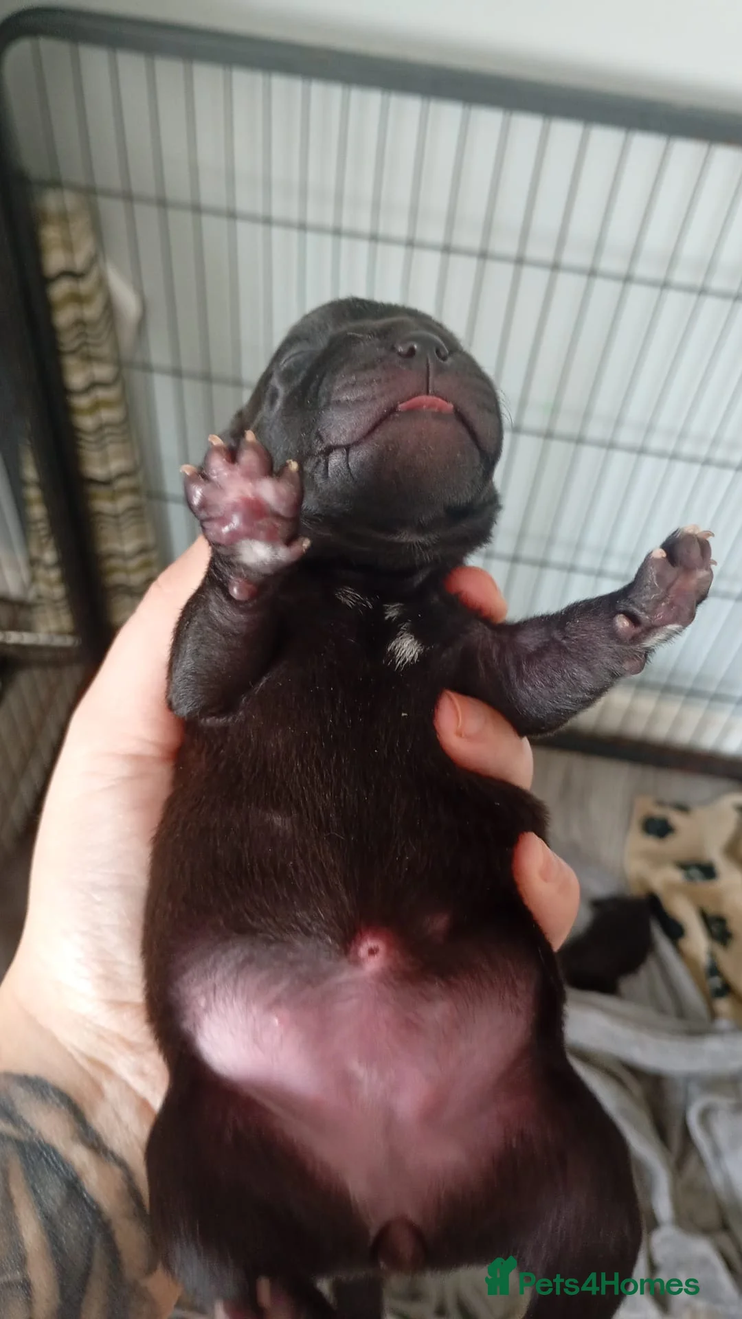 Staffordshire Bull Terrier dogs for sale: Stunning Staffordshire Bull Terrier Puppies - Advert 2