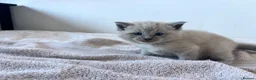 Ragdoll cats for sale: Ragdoll x tonkinese kittens  - Advert 5