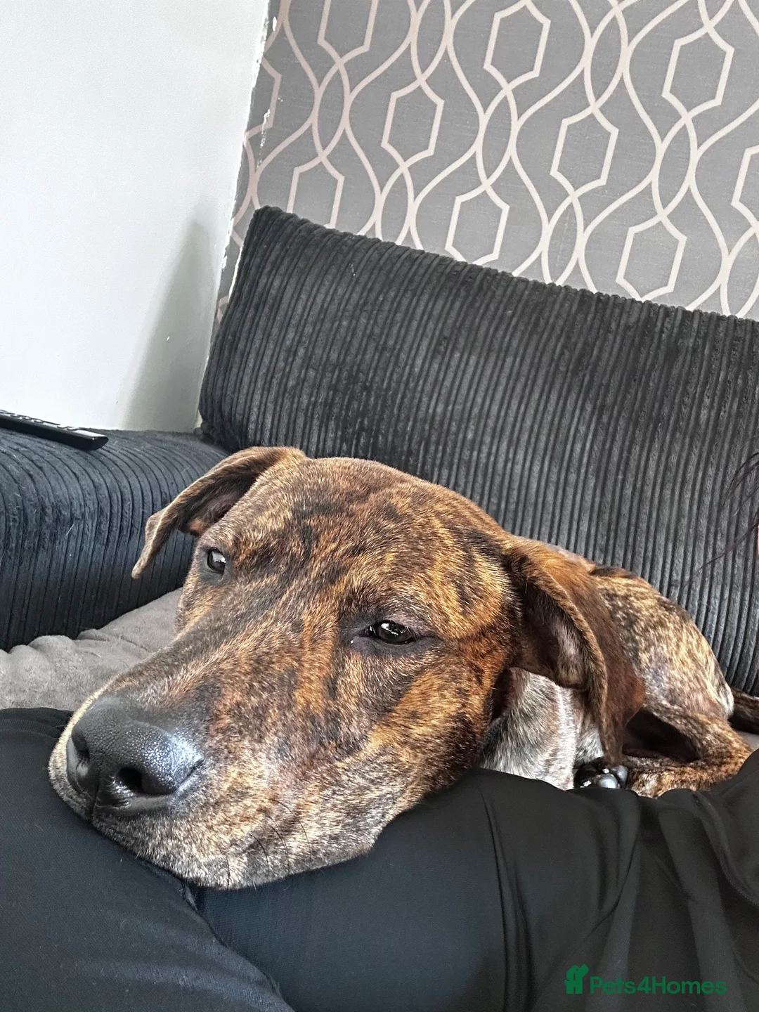 Mixed Breed dogs for sale: Looking for a loving home  - Advert 2