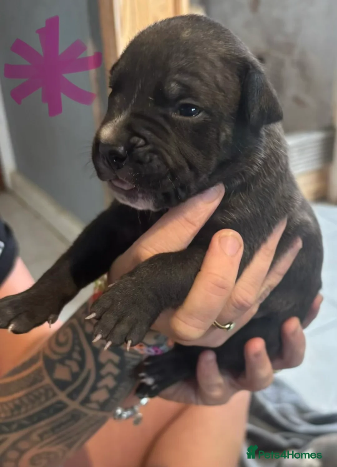Staffordshire Bull Terrier dogs for sale: 7 chunky Staffy pups  - Advert 2