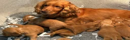 Cocker Spaniel dogs for sale: Stunning show cocker spaniel puppies   - Advert 1
