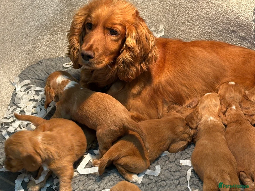 Cocker Spaniel dogs for sale: Stunning show cocker spaniel puppies   - Advert 1