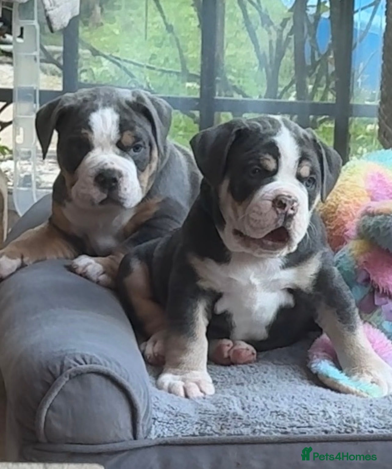 Olde English Bulldogge dogs 🔥🔥Champion bloodline Olde English Buldogs🔥🔥 - Advert 1