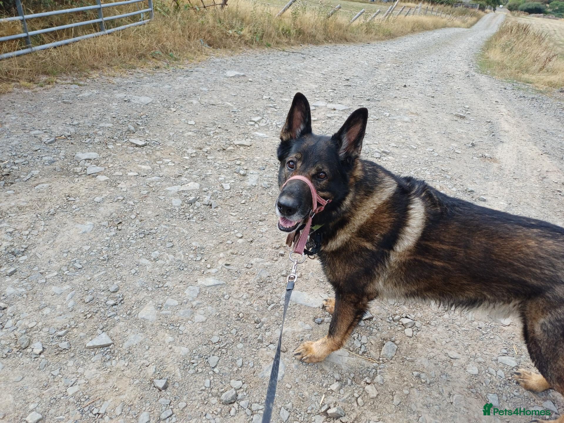 German Shepherd dogs Fritz - Advert 1