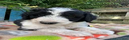 Bordoodle dogs for sale: Beautiful Bordoodle pups  - Advert 9