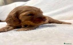 Cocker Spaniel dogs for sale: Show cockers champion bloodlines. simbawood lines. - Image 9