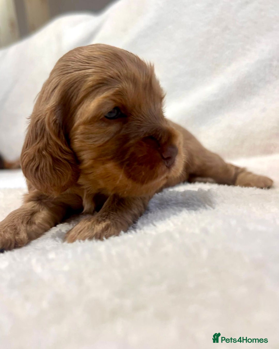 Cocker Spaniel dogs for sale: Show cockers champion bloodlines. simbawood lines. - Image 9