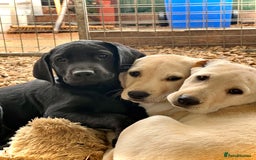 Labrador Retriever dogs for sale: Labrador Pups Chunky traditional type 1 girl left in Barrow-upon-Humber - Image 37