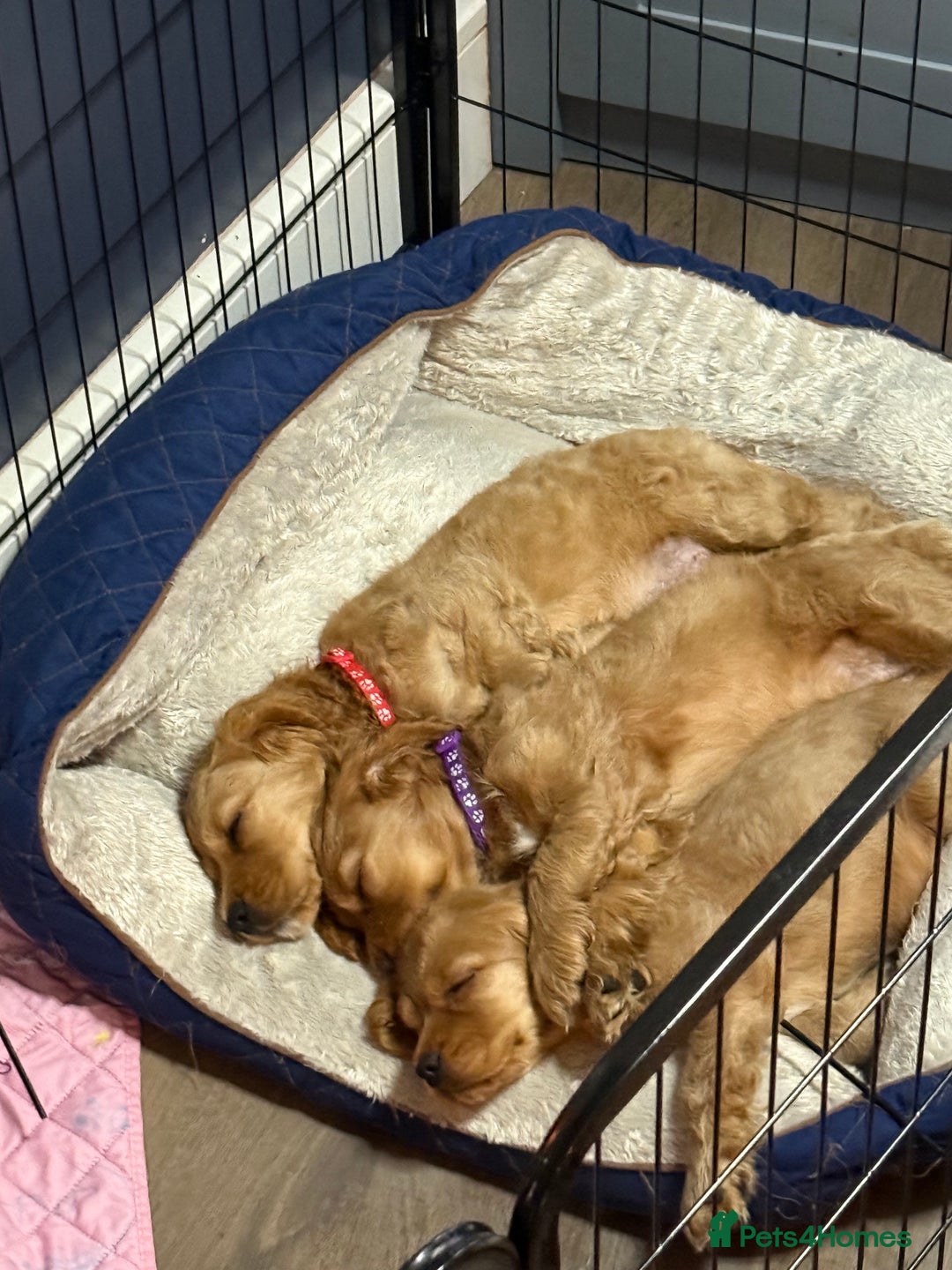 Cocker Spaniel dogs for sale: Beautiful cocker spaniel puppies - Image 22