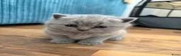British Shorthair cats for sale: GCCF Registered British ShortHair Kittens  - Advert 7