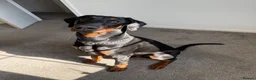 Dobermann dogs for stud: 🐾 Doberman Stud Available – First-Time Stud - Advert 2