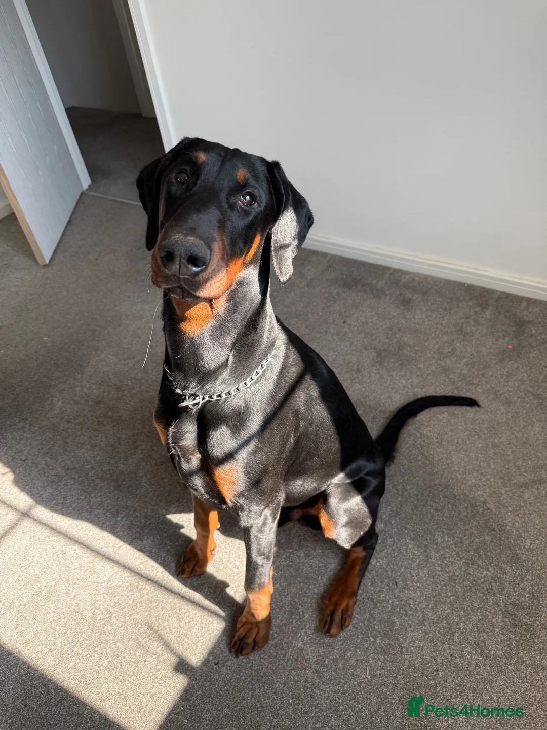 Dobermann dogs for stud: 🐾 Doberman Stud Available – First-Time Stud - Advert 2