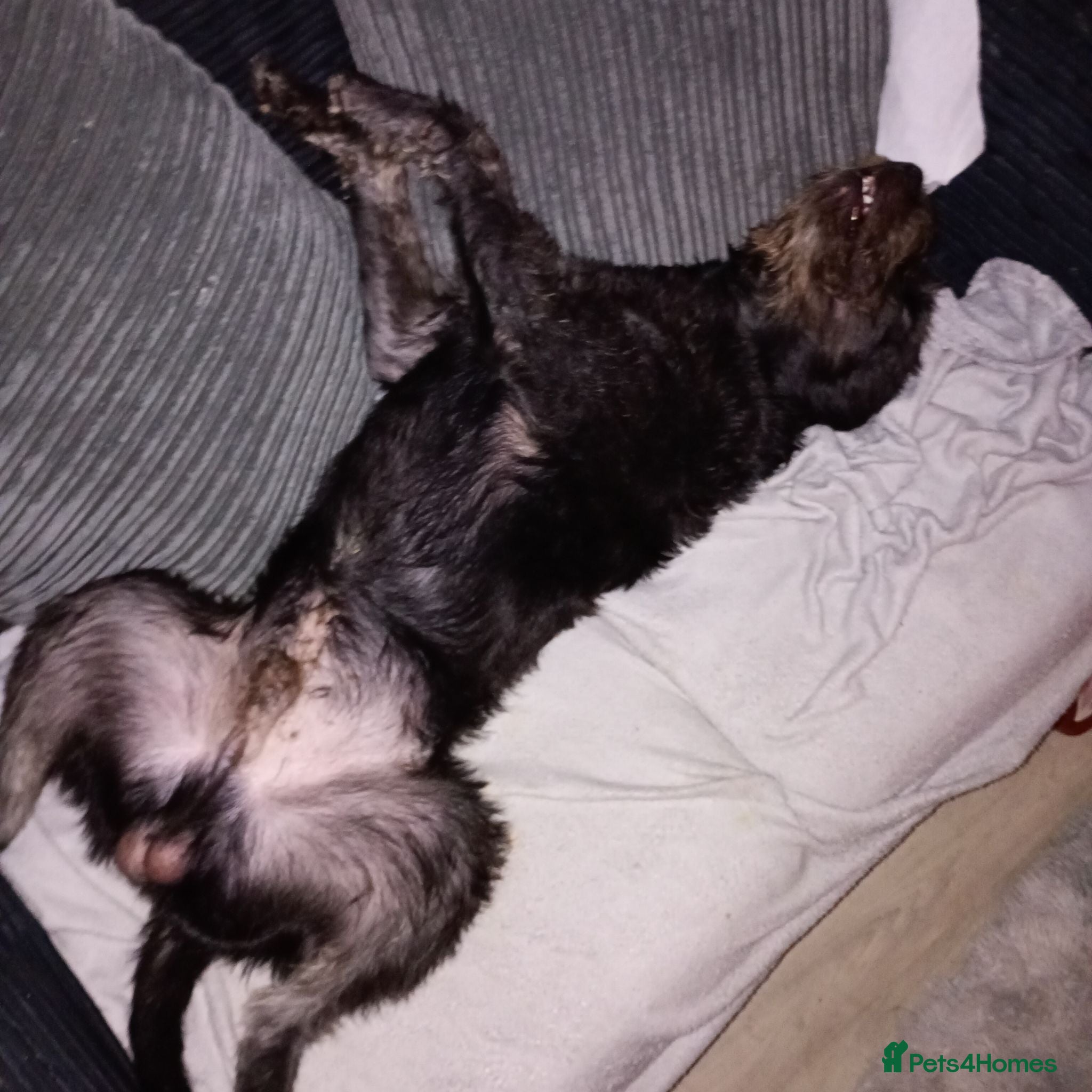 Mixed Breed dogs Poddle cross - Advert 1