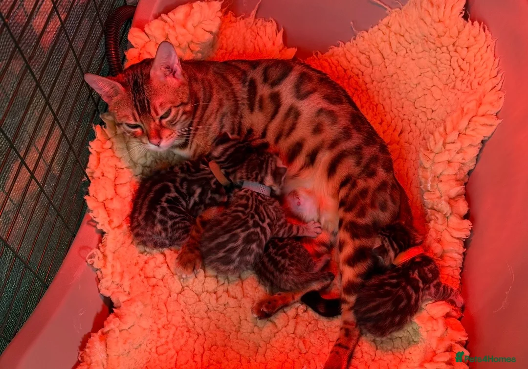 Bengal cats for sale: Pedigree Bengals Kittens 🐆 TICA registered 💙🩷 in Deal - Advert 2