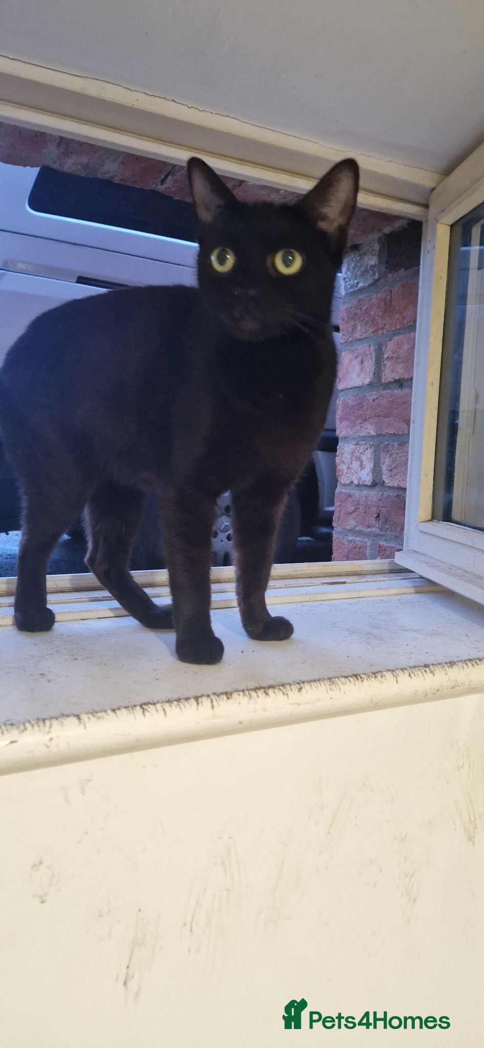 British Shorthair cats Cats  - Advert 1