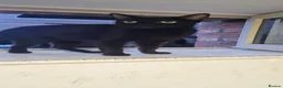 British Shorthair cats for sale: Cats  in Newark - Advert 1