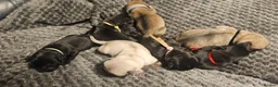 Pug dogs for sale: Beautiful litter of Pugs  - Advert 10
