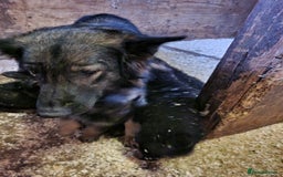 German Shepherd dogs for sale: Adorable German Shepherd puppies - Image 30