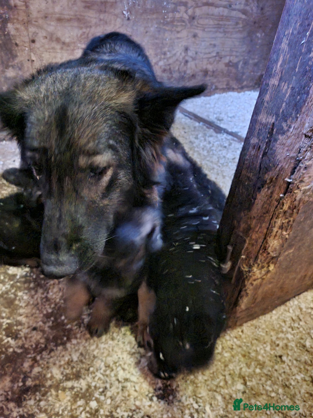 German Shepherd dogs for sale: Adorable German Shepherd puppies - Image 30
