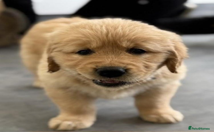 Golden Retriever dogs - Advert 5