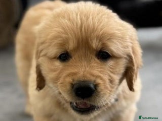 Golden Retriever dogs for sale - Advert 1