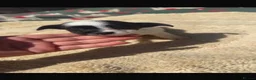 Jack Russell dogs for sale: Jack Russell’s - Advert 6