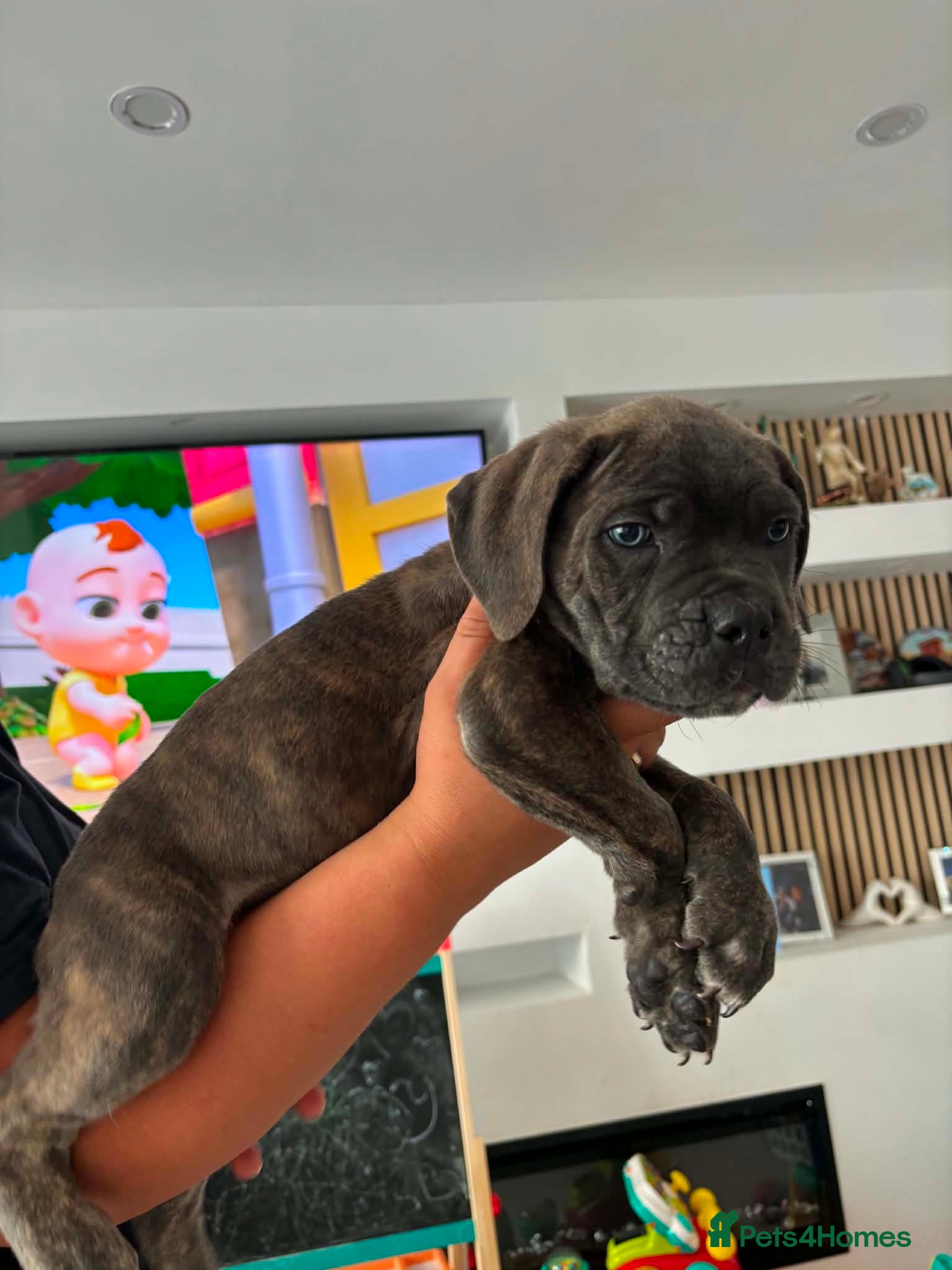Cane Corso dogs Stunning champion bloodline cane corso💕 - Advert 2