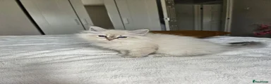 Siberian 2