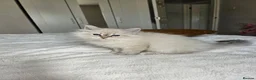 Siberian cats for sale: 2 lovely Siberians left ! - Advert 2