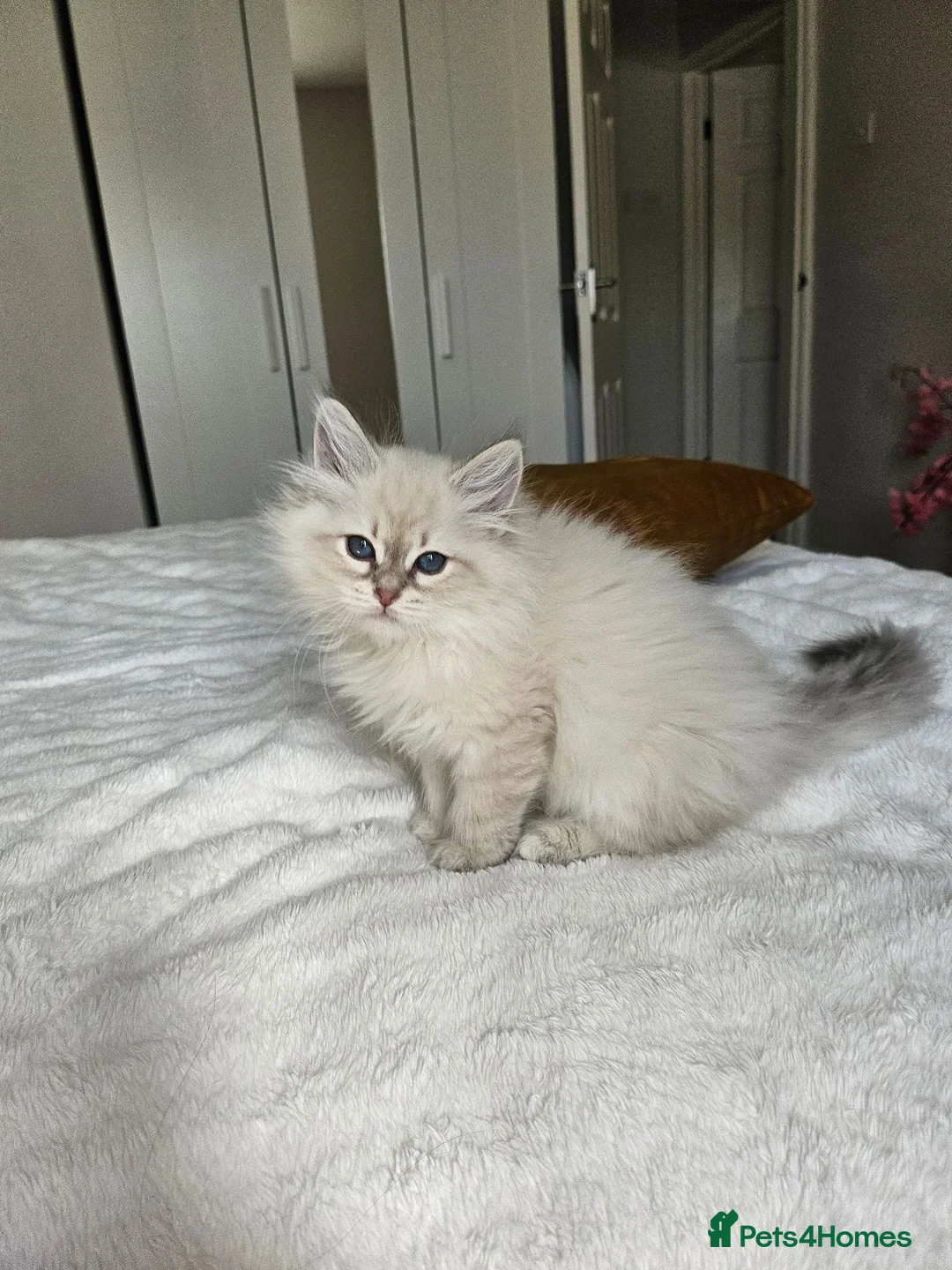 Siberian cats for sale: 2 lovely Siberians left ! - Advert 2