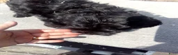 Cockapoo dogs for sale:  cockerpoo licensed breeder  - Advert 12