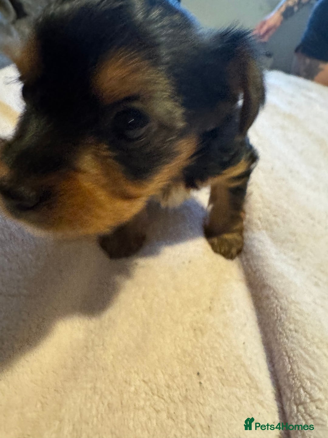 Yorkshire Terrier dogs for sale: Two gorgeous Yorkshire terrier puppies - Advert 3