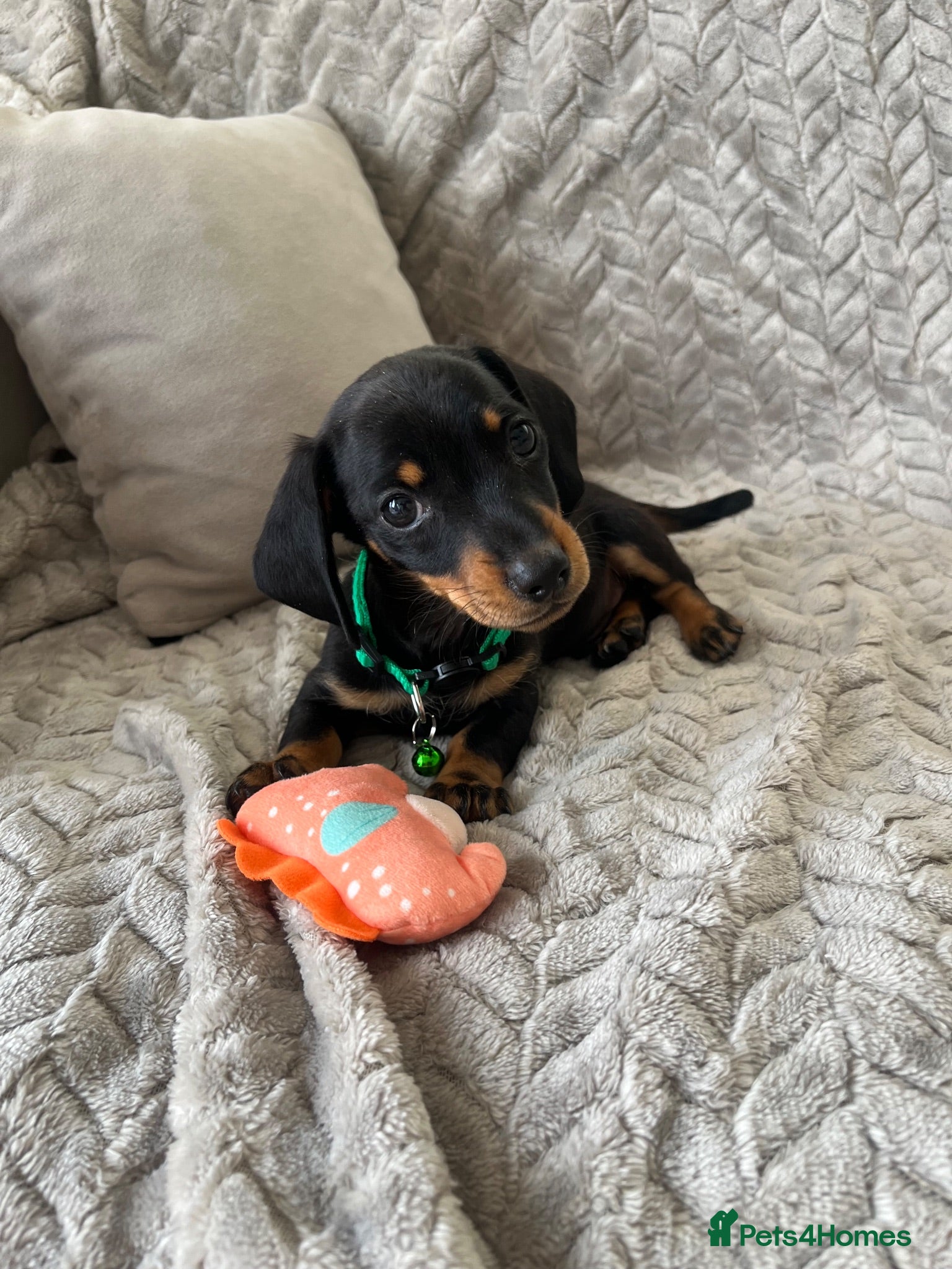 Miniature Dachshund dogs Miniature Dachshund  - Advert 2