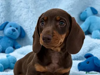 Miniature Dachshund dogs rainbow 🌈 litter of miniature dachshunds - Advert 4