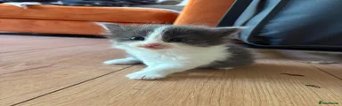 Ragdoll 1
