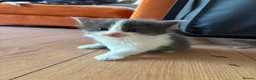 Ragdoll cats for sale: Ragdoll x British Shorthair  - Advert 5