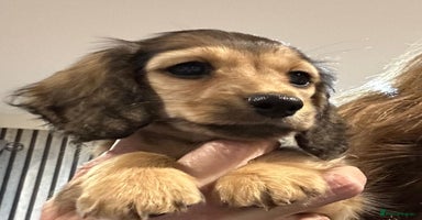 Miniature Dachshund dogs - Advert 4