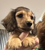 Miniature Dachshund dogs - Advert 2