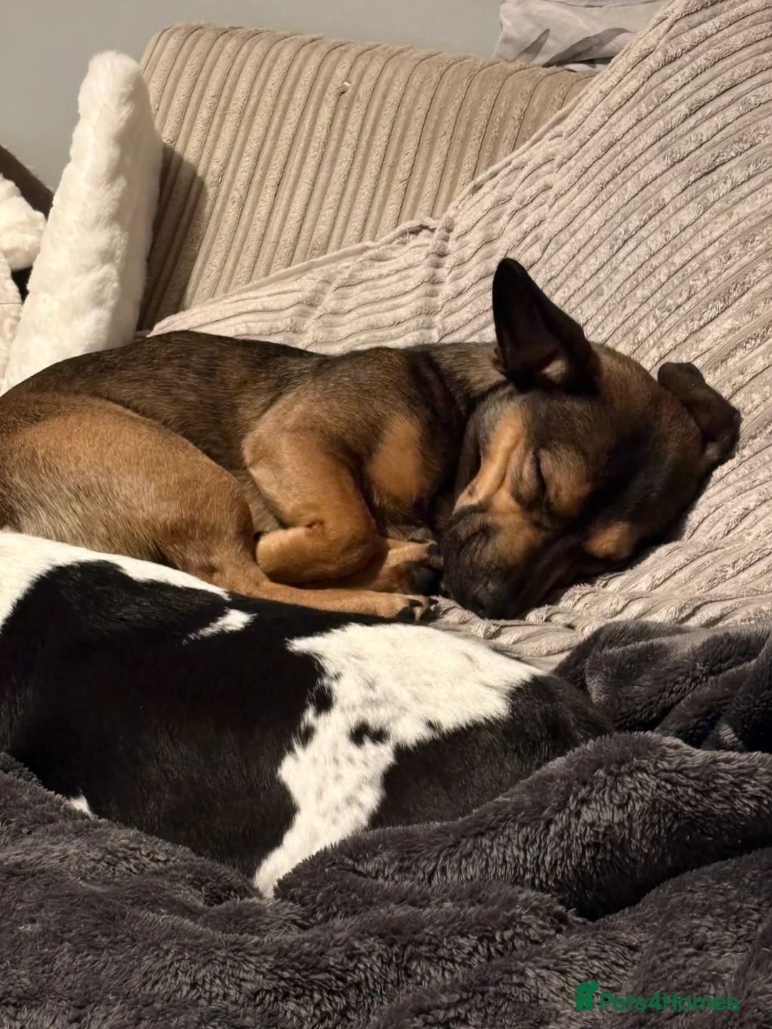 Mixed Breed dogs for sale: Sadly having to rehome  - Advert 2