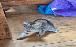Mixed Breed cats for sale: 2 x male kittens - Image 3
