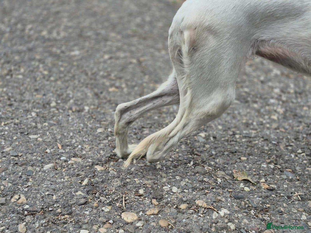 Saluki dogs for adoption: Jasmine - Advert 5