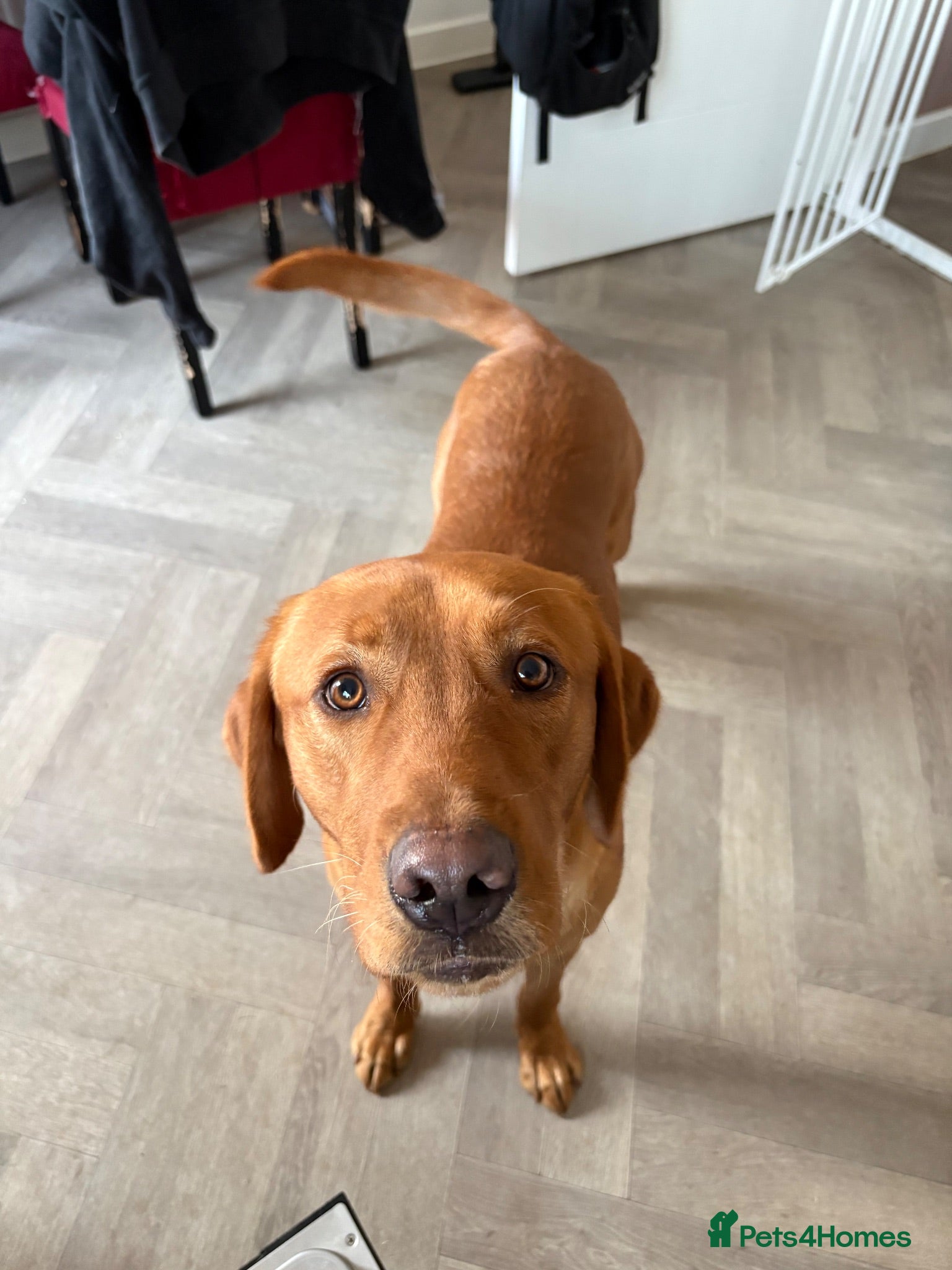 Labrador Retriever dogs 1yr old red fox lab  - Advert 1
