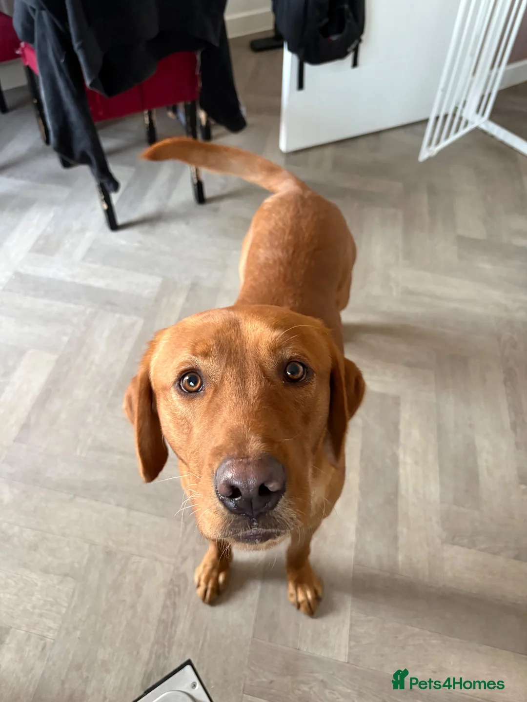Labrador Retriever dogs for sale: 1yr old red fox lab  - Advert 1