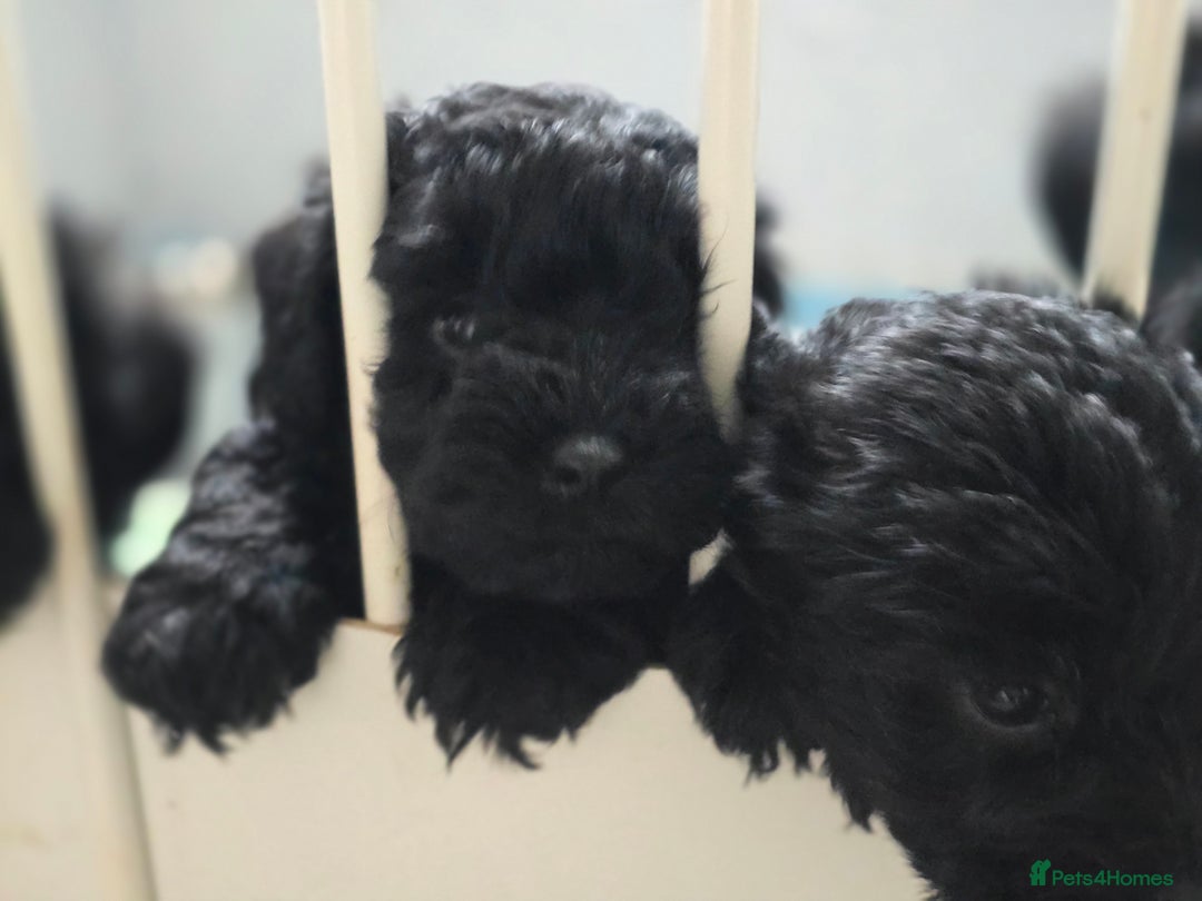 Schnoodle dogs for sale: Schnoodle puppys  - Image 7