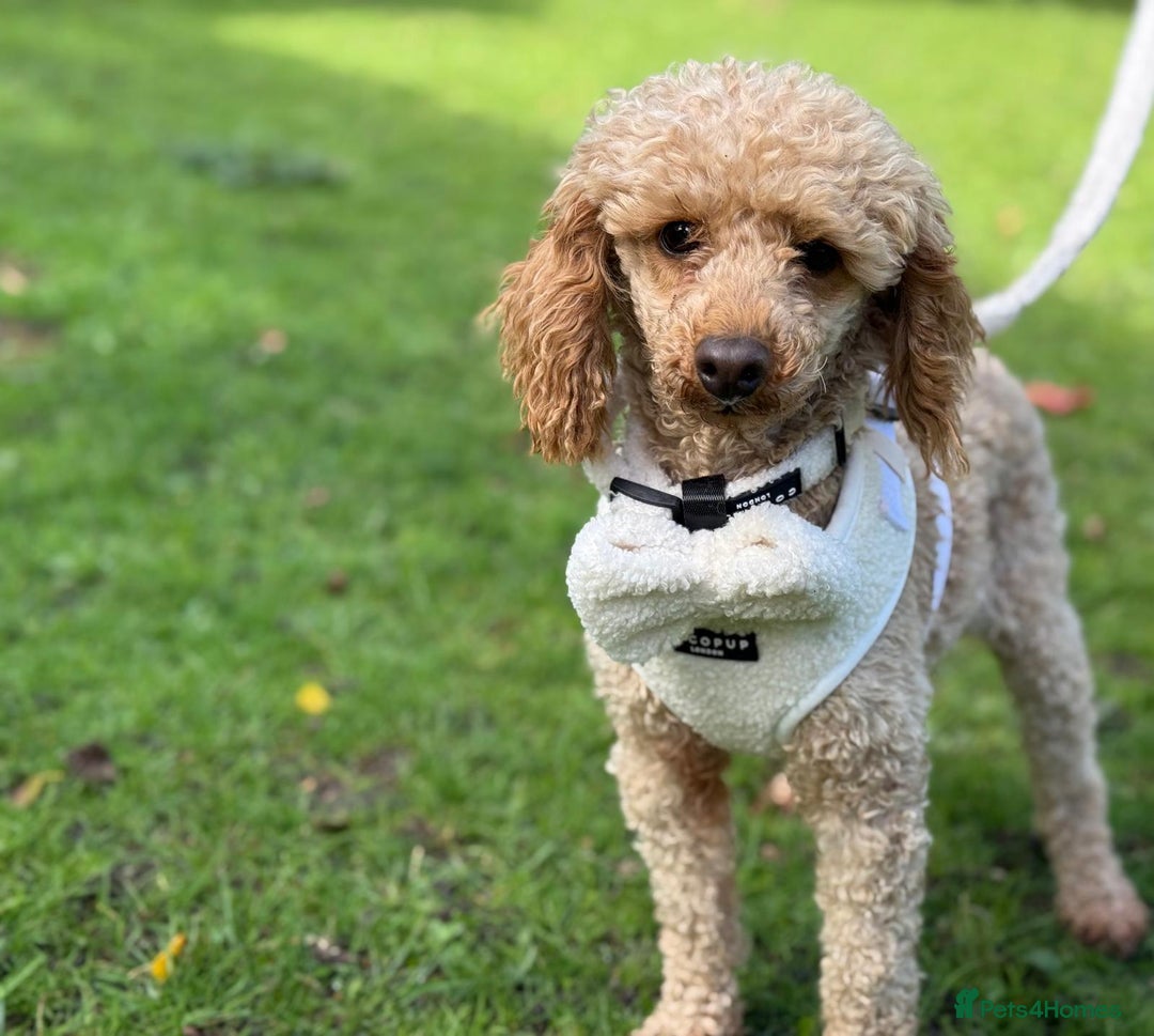 Miniature Poodle dogs for stud: ✨ Proven Toy Poodle Stud ✨ - Image 2