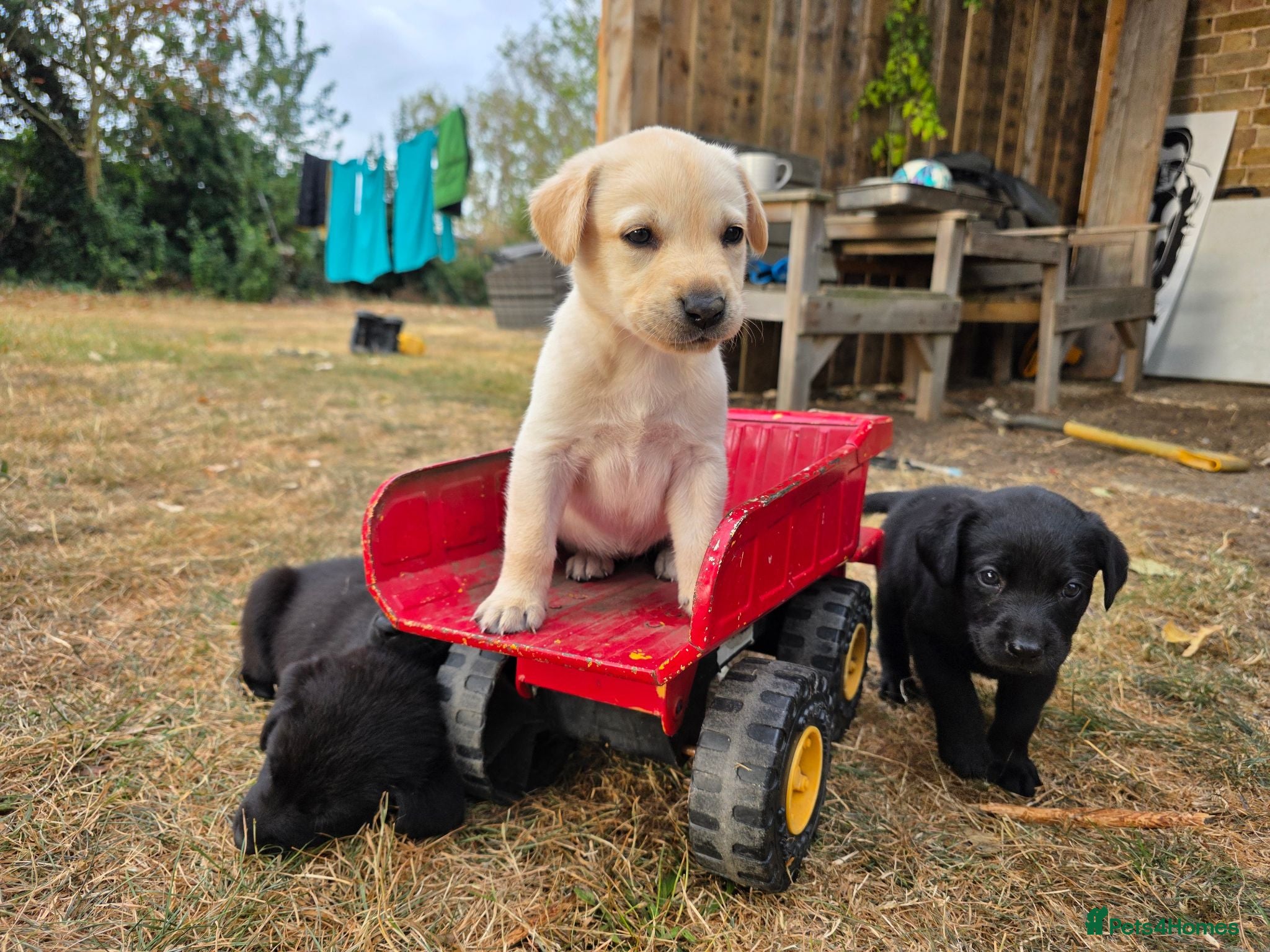 Labrador Retriever dogs Farm reared Labrador puppies - Advert 3