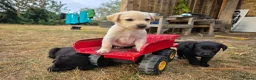 Labrador Retriever dogs for sale: Farm reared Labrador puppies in Sheerness - Advert 1