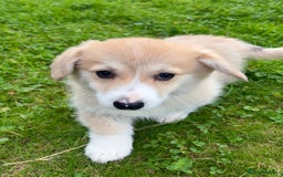 Welsh Corgi Pembroke dogs for sale: Stunning KC Registered Corgis - Image 2