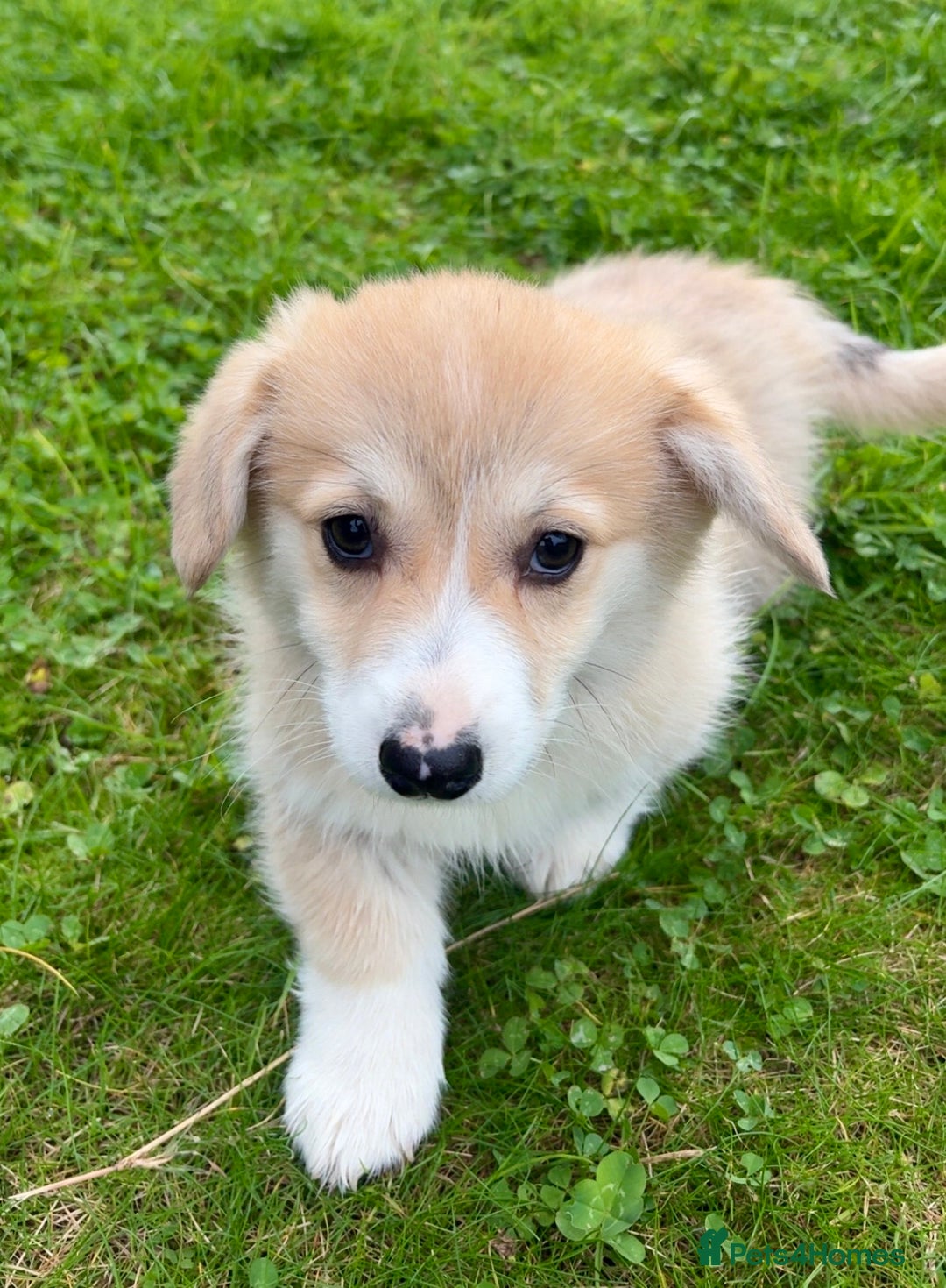 Welsh Corgi Pembroke dogs for sale: Stunning KC Registered Corgis - Image 2