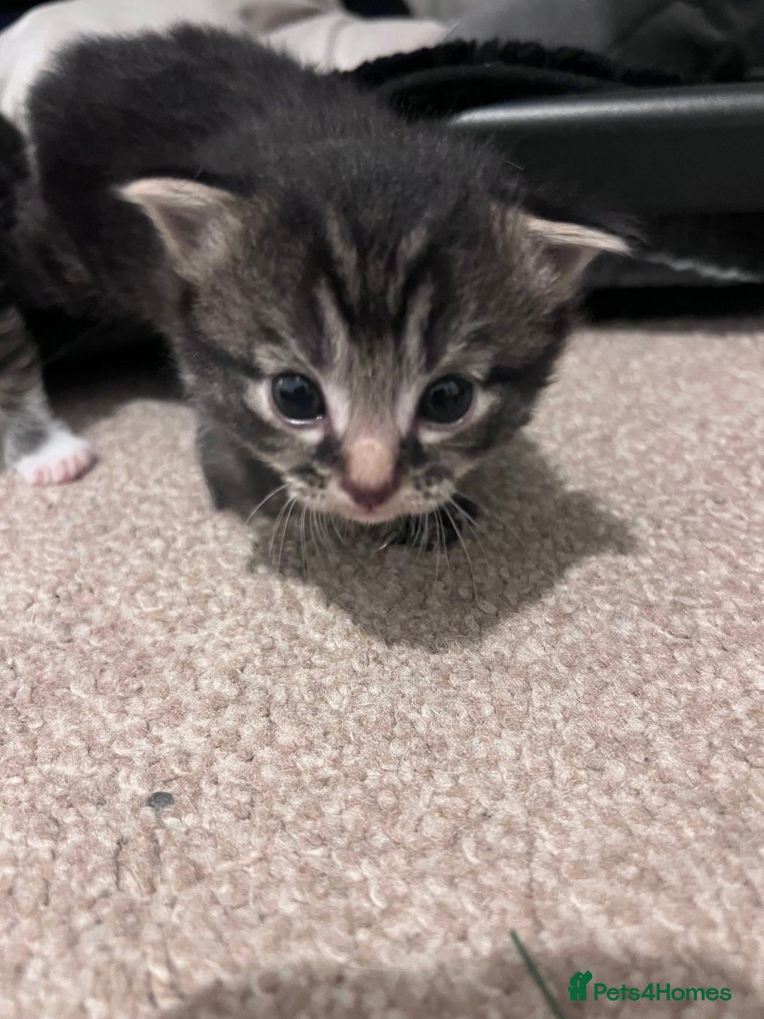 Mixed Breed cats for sale: 4 beautiful kittens 2 female 2 male - Advert 20